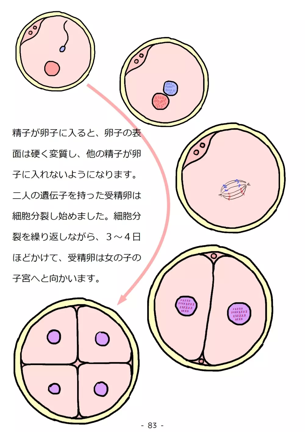 思春期の男の子のための性教育・同級生の女の子とセックスをして赤ちゃんを作るおはなし Page.83