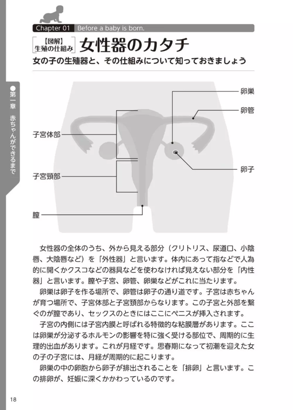 やらなくてもまんがで解る性交と妊娠 赤ちゃんのつくり方 Page.19