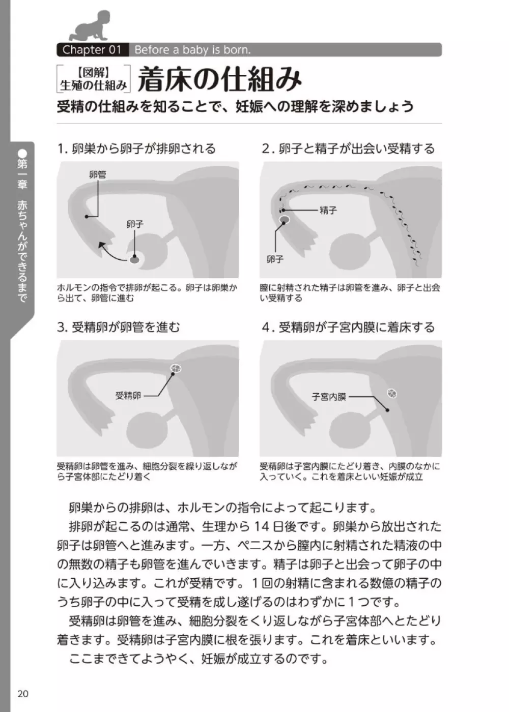 やらなくてもまんがで解る性交と妊娠 赤ちゃんのつくり方 Page.21