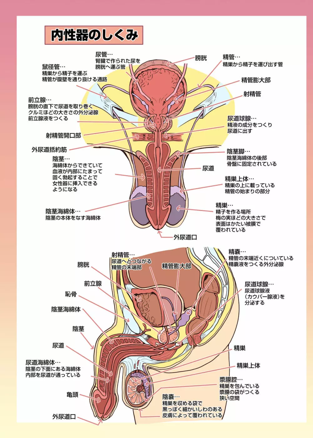 メイドさんと学ぶおんなのこのからだ Page.26