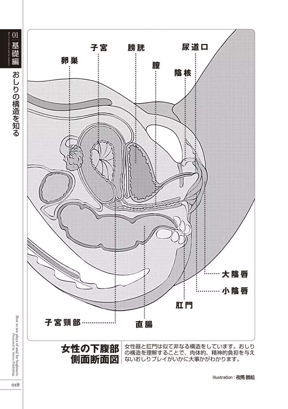 いますぐデキる 図説おしりエッチマニュアル Page.20