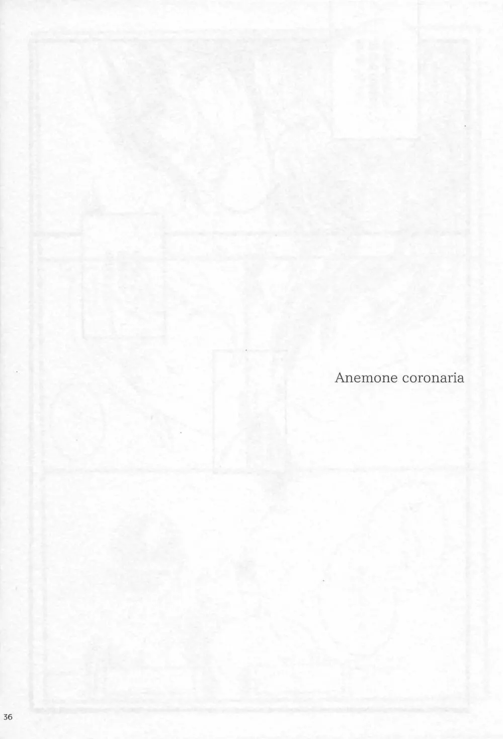 Anemone coronaria Page.35